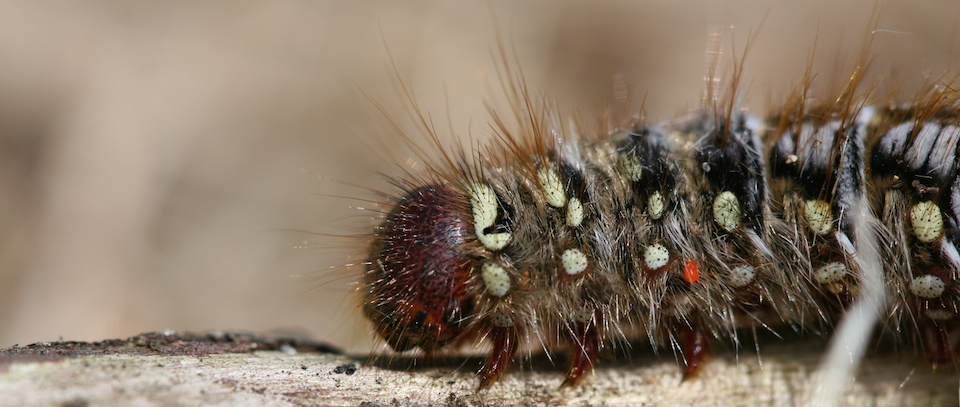 caterpillar